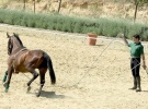 20060209084629-caballos.jpg