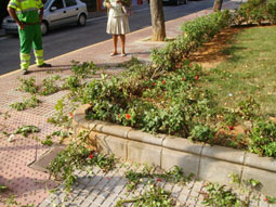 20070821175132-tala-rosales-tomares.jpg