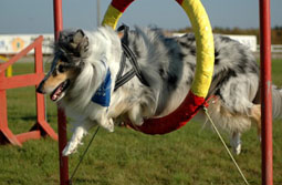 20071031184942-agility.jpg