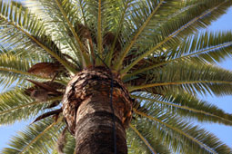 20080201180840-palmera.jpg