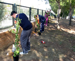 20080207175726-plantacion-arboles-pilas08.jpg