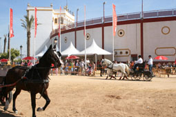 20080310211522-planeta-toro-espartinas08.jpg