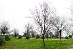 20080325220122-zonas-verdes-mairena08.jpg