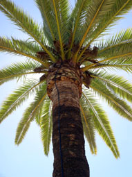 20080401175811-palmera.jpg
