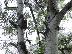 20080414205128-cajas-nido-parque-gines08.jpg