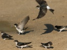 pajaros.jpg